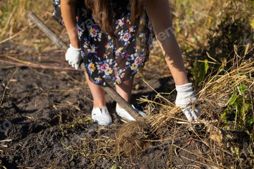 Preview: unrecognizable person bending and choosing seed potatoes from wicker basket while standing on agricu