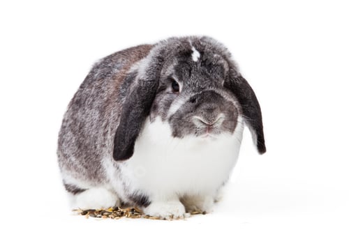 Preview: Adorable rabbit isolated on a white background.