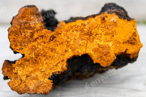 Preview: wild chaga mushroom birch tree fungus raw on a wooden background