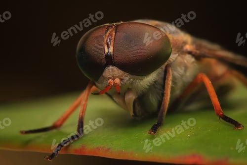 Preview: Insect closeup