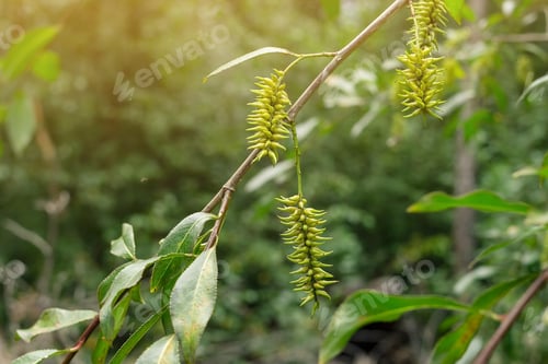Preview: Closeup bloom of hanging earrings on willow tree branches under sunlight, nature blooming season