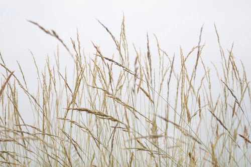 Preview: Spikelets of dry grass on a light background close-up