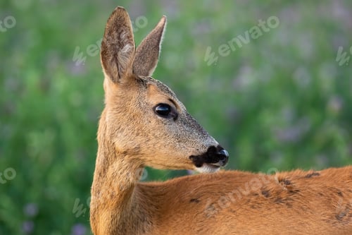 Preview: Roe deer doe looking behind over shoulder in close-up view on a green meadow