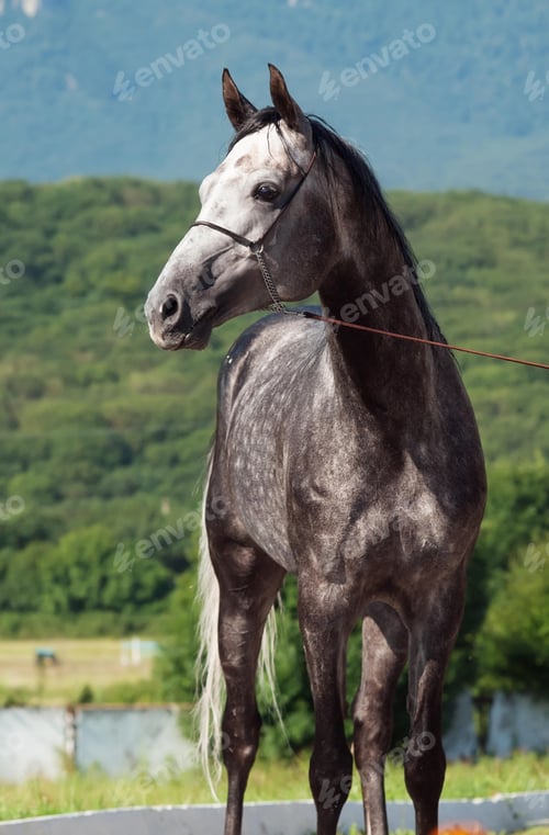 Preview: arabian, horse, mare, stallion, riding