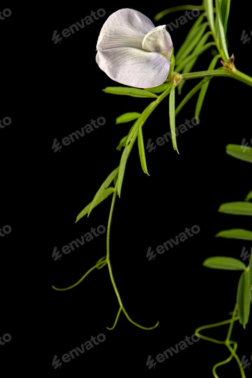 Preview: Light violet flowers of wild sweet pea, isolated on black background