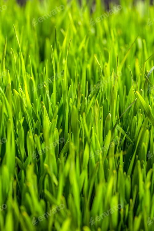 Preview: Green grass