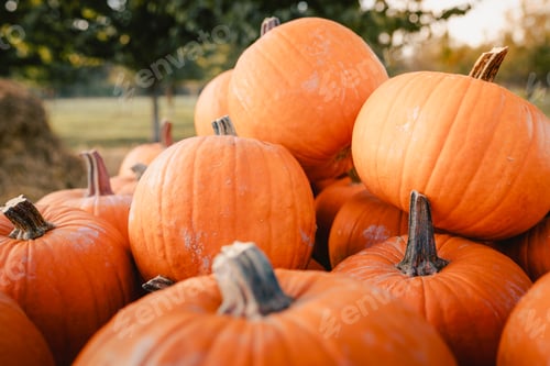 Preview: Detail of pile of pumpkins for Halloween festivities