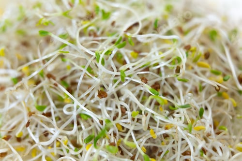 Preview: A closeup shot of fresh and raw alfalfa sprouts.