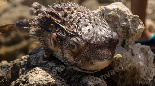 Preview: Dead fish on the seashore. Selective focus.
