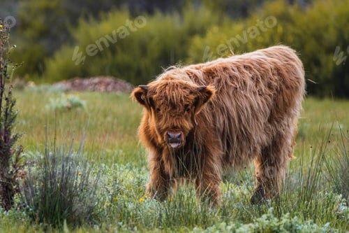 Preview: A close-up shot of Highland cattle standing in a picturesque green field