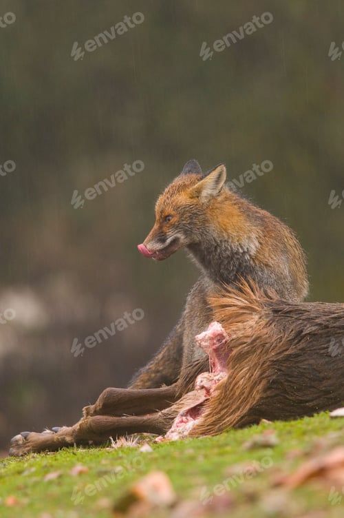 Preview: Vertical shot of a hungry wild fox eating its prey under the rain in the forest