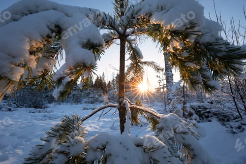 Preview: sunshine behind pine tree in winter forest