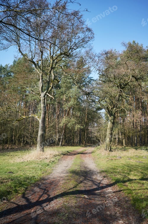 Preview: Photo of a path in a forest.