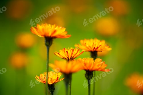 Preview: Crepis alpina - Abstract background of Alpine flowers