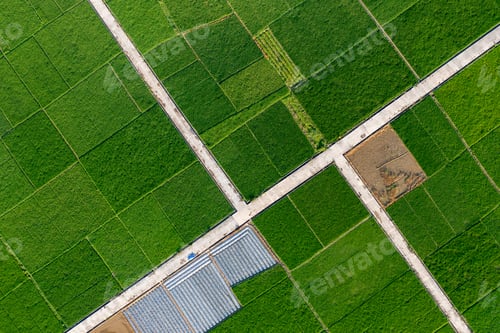 Preview: Paddy fields