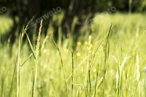Preview: Closeup shot of the green grass and plants growing in a field