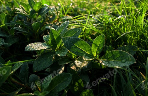 Preview: Close-up view of dew on a leaves