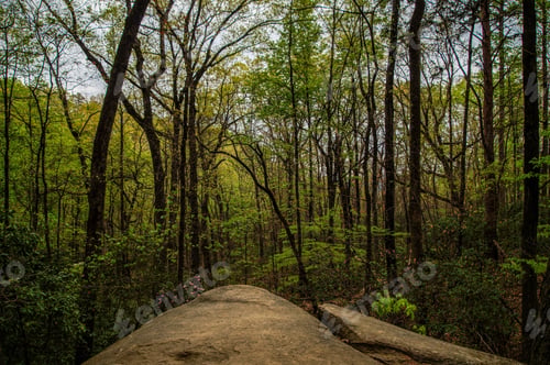 Preview: Spring In The Forest Table Mountain State Park, South Carolina
