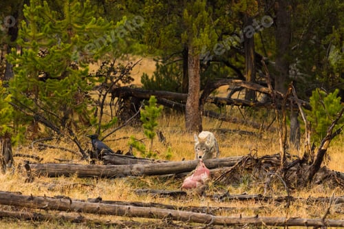 Preview: Coyote biting a carcass