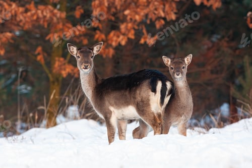 Preview: Fallow deer doe and fawn standing close and facing camera
