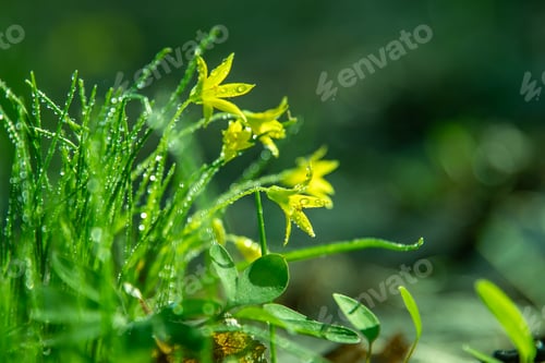 Preview: Forest wild flower Gagea minima or yellow star. Dew on green grass