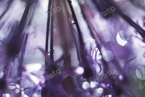 Preview: a drop of water on a purple flower. wild onions closeup. wild leek background.