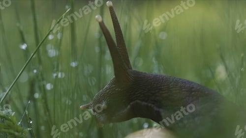 Preview: Close-up of grape snail in grass. Creative. Large snail in grass with dew after rain. Beautiful