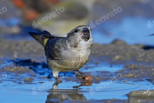 Preview: parrot crossbill (Loxia pytyopsittacus)