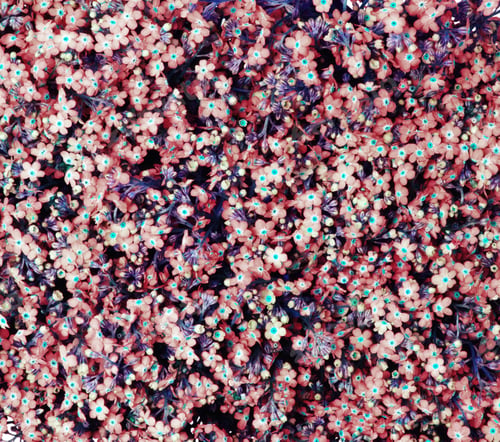 Preview: purple flowers background