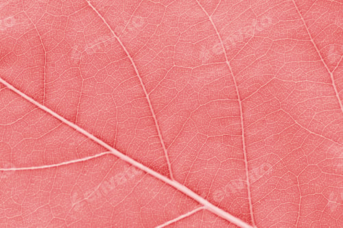 Preview: Macro leaf texture pink red colorized with beautiful relief facture of plant, close up macro photo