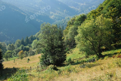 Preview: Picturesque view of beautiful mountain forest in morning