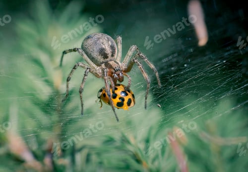 Preview: Spider eating a ladybug after it got caught in the web