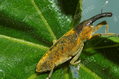Preview: Snout beetle ( Lixus angustatus )