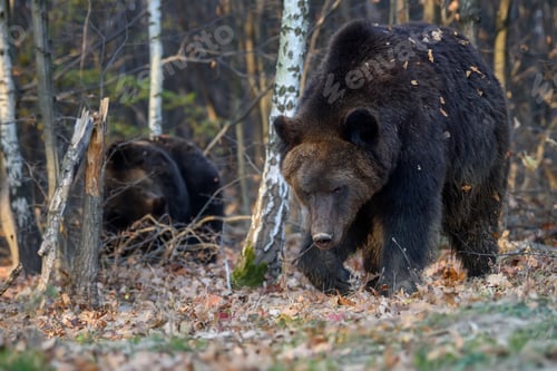 Preview: Bear in autumn forest. Ursus arctos, fall colours. Dangerous animal in natural habitat