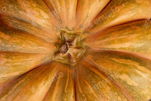 Preview: Pumpkin close up
