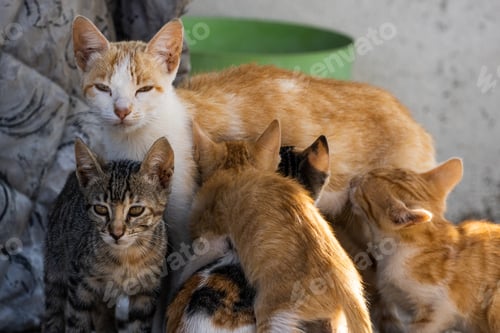 Preview: Closeup shot of a ginger mom cat breastfeeding its kittens outside