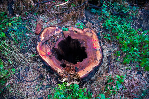 Preview: Tree stump in the forest, Cutting down tree in the forest