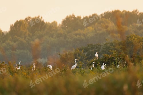 Preview: White Common Great egret - Ardea alba