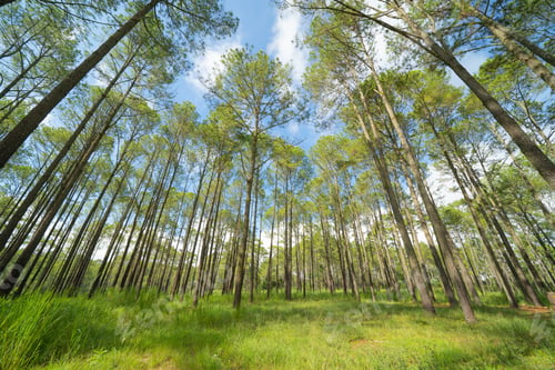 Preview: Lush green trees in tropical forest. Nature landscape background.
