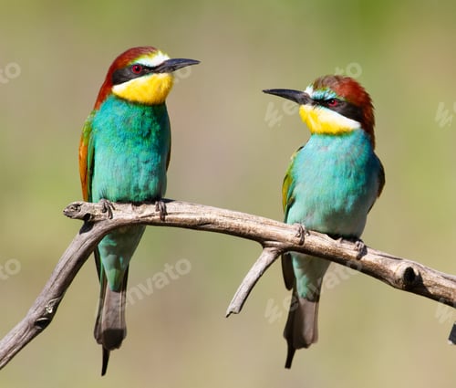 Preview: European bee-eater, merops apiaster. An early sunny morning family of birds sitting on a branch
