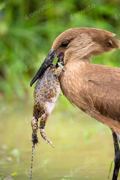 Preview: Hamerkop (Scopus umbretta),with toad in its beak, Lake Nakuru National Park, Kenya, Africa