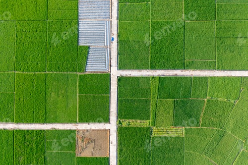 Preview: Paddy fields