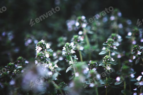 Preview: Sweet Basil green plants with flowers growing texture