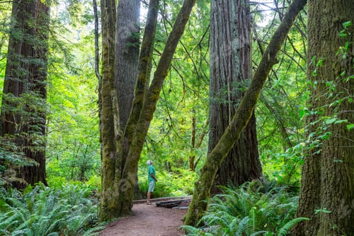 Preview: Hike in the forest