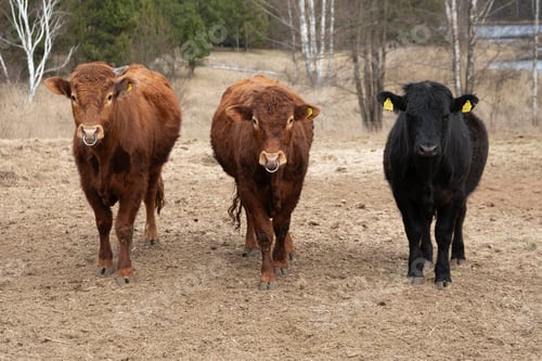 Preview: Three Cows Walking in a Field With Trees
