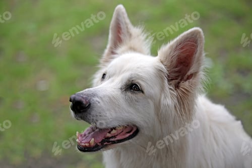 Preview: White Shepard