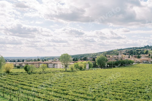 Preview: Green vineyards near an ancient settlement. Verona, Italy