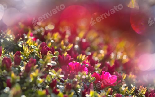 Preview: Flowers