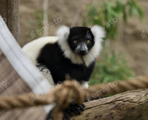 Preview: Selective focus of a Black-and-white ruffed lemur on a tree