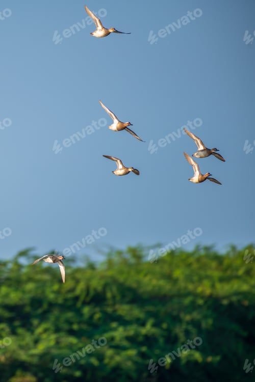 Preview: A flock of Garganey ducks soars gracefully through the clear blue sky above the lush greenery